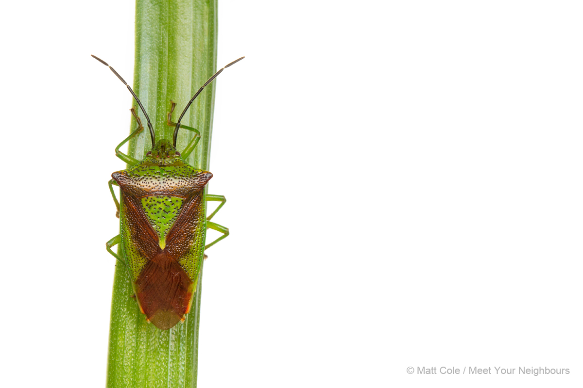 Shieldbug 1